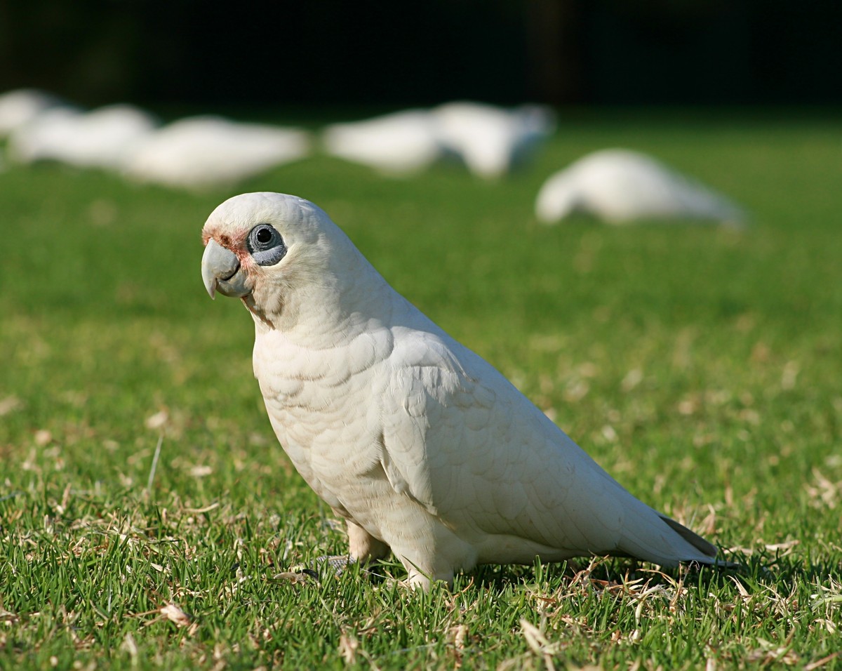 Kakadu ružovkastý - Cacatua sanguinea
